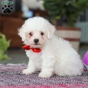 Lucky, Bichon Frise Puppy